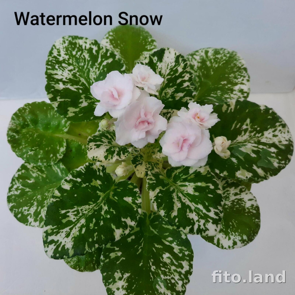 Фиалка Watermelon Snow, фото