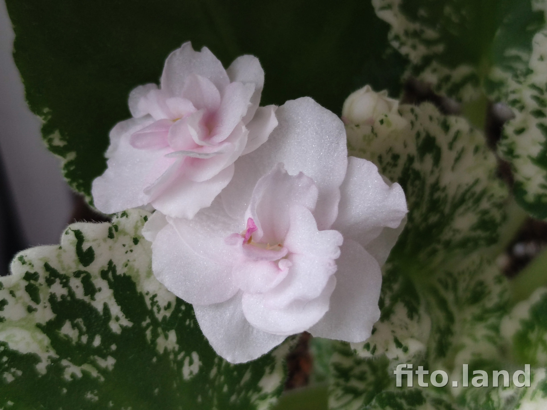 Фиалка Watermelon Snow, фото