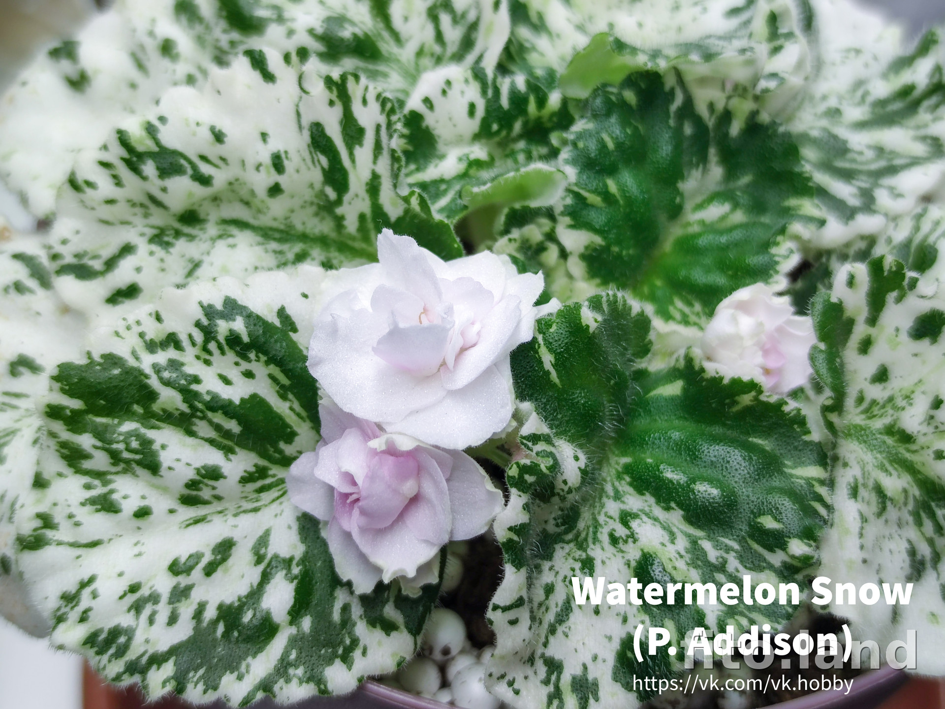 Фиалка Watermelon Snow, фото