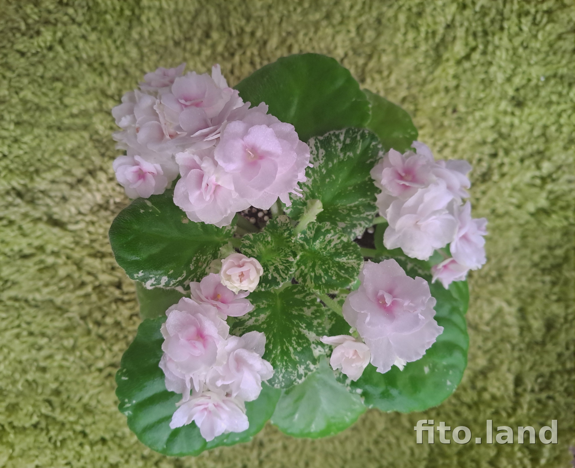 Фиалка Watermelon Snow, фото