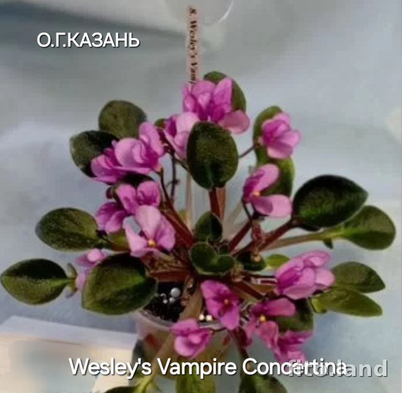 Фиалка Wesley's Vampire Concertina, фото