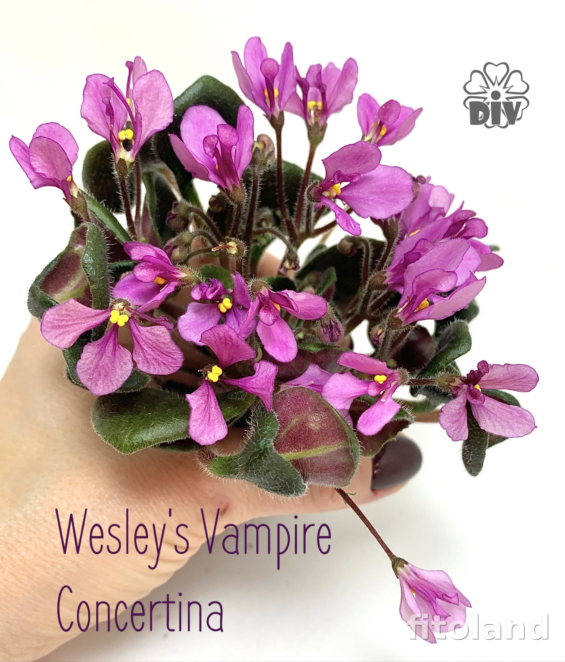 Violet Wesley's Vampire Concertina, photo