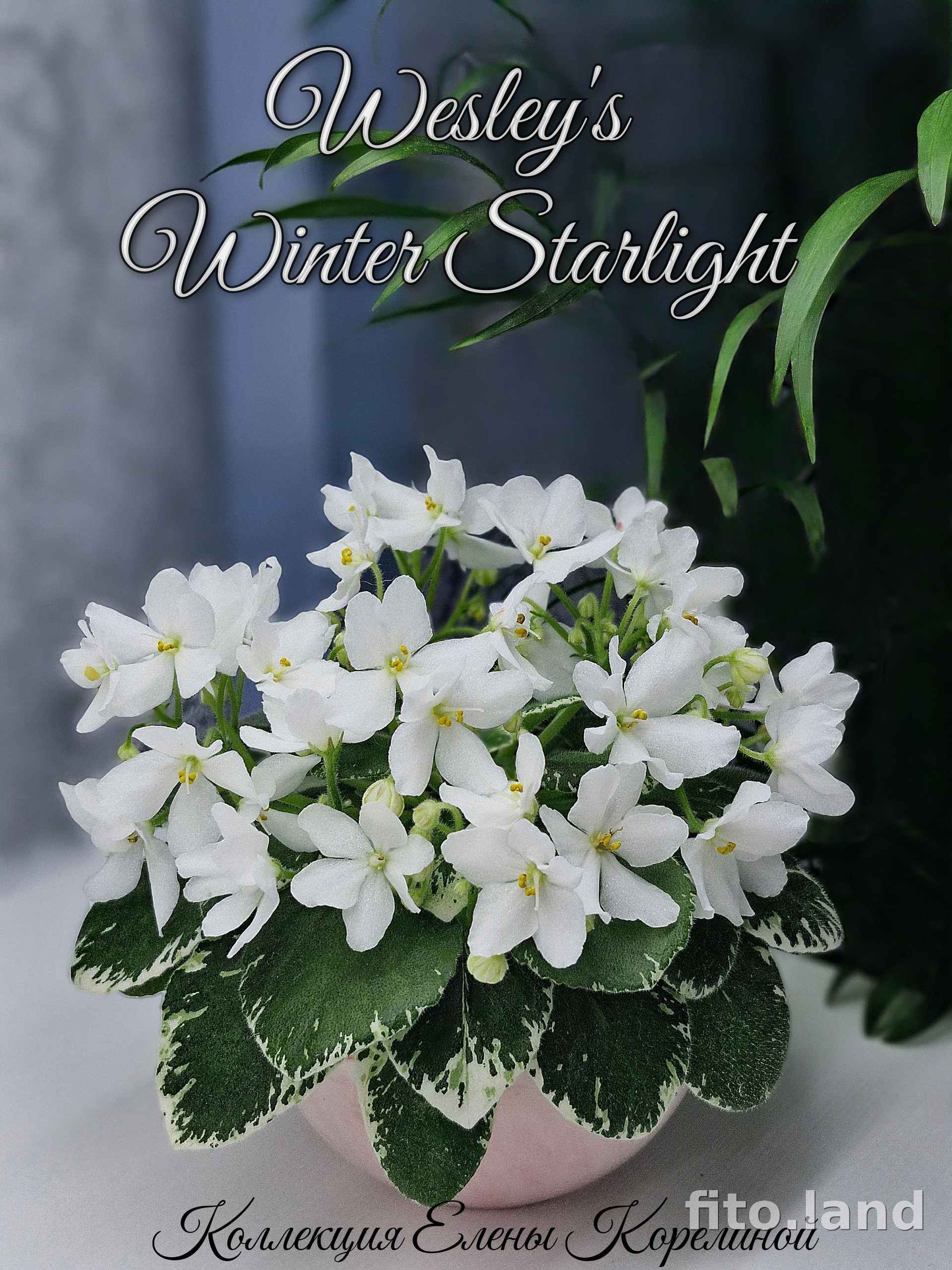 Фиалка Wesley's Winter Starlight, фото