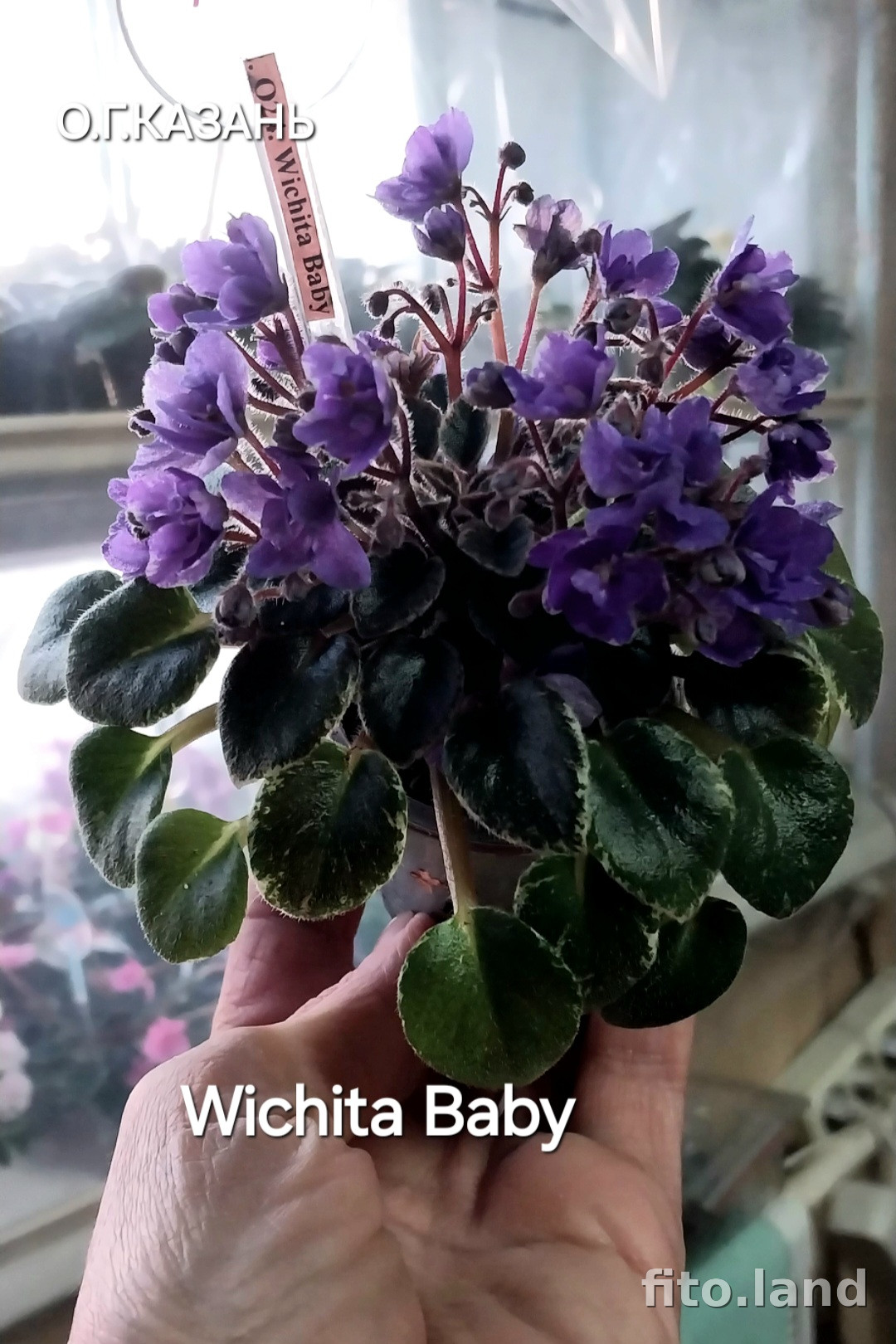 Фиалка Wichita Baby, фото