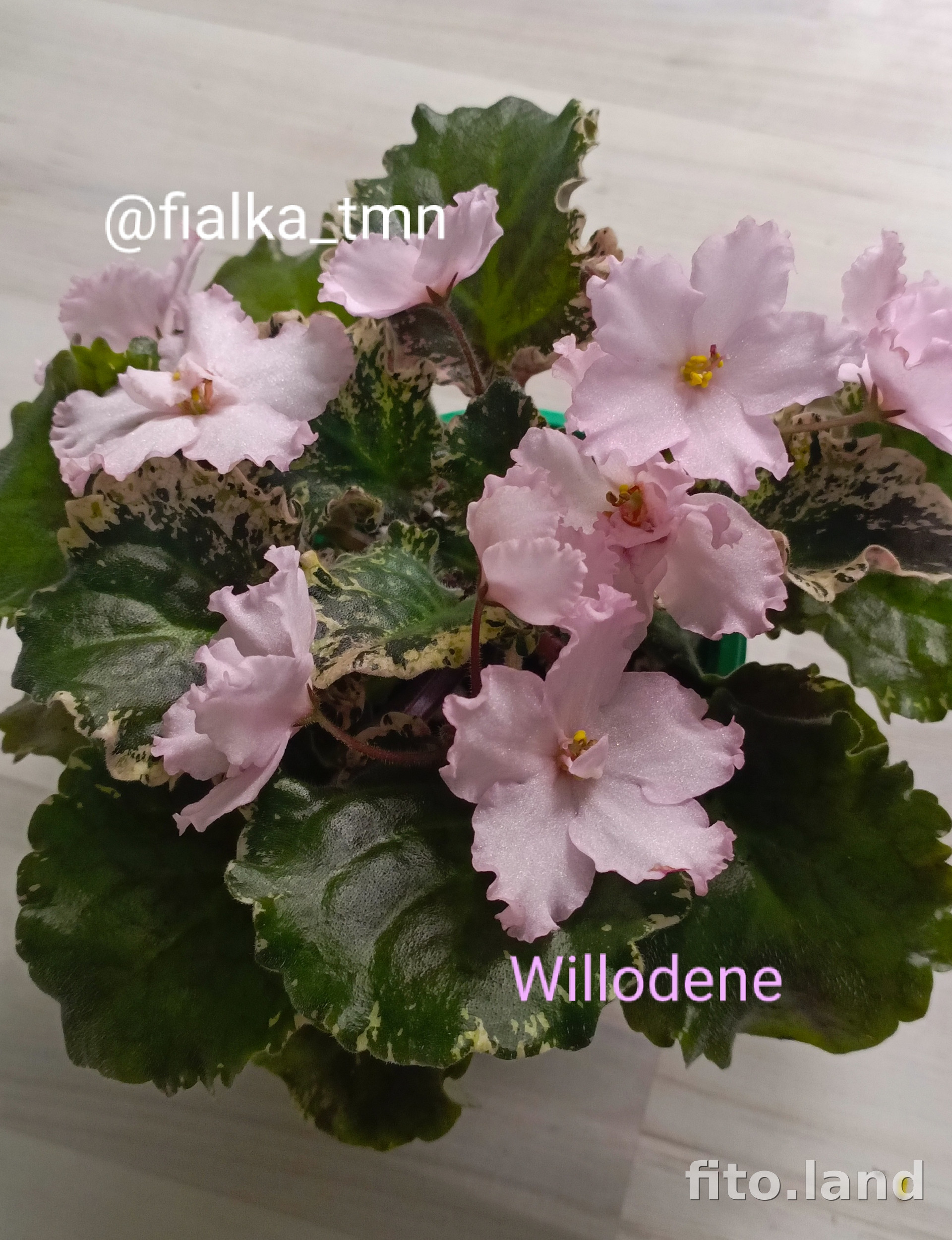 Фиалка Willodene, фото