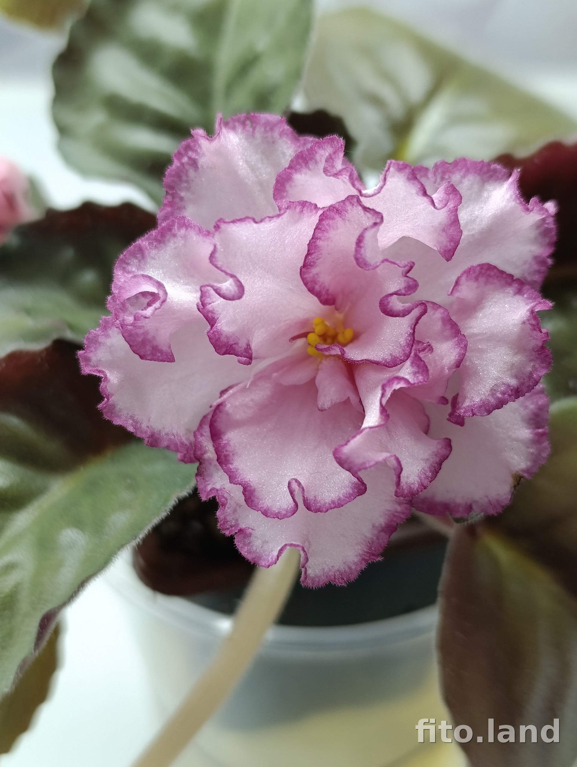 Фиалка Ян-Менуэт, фото