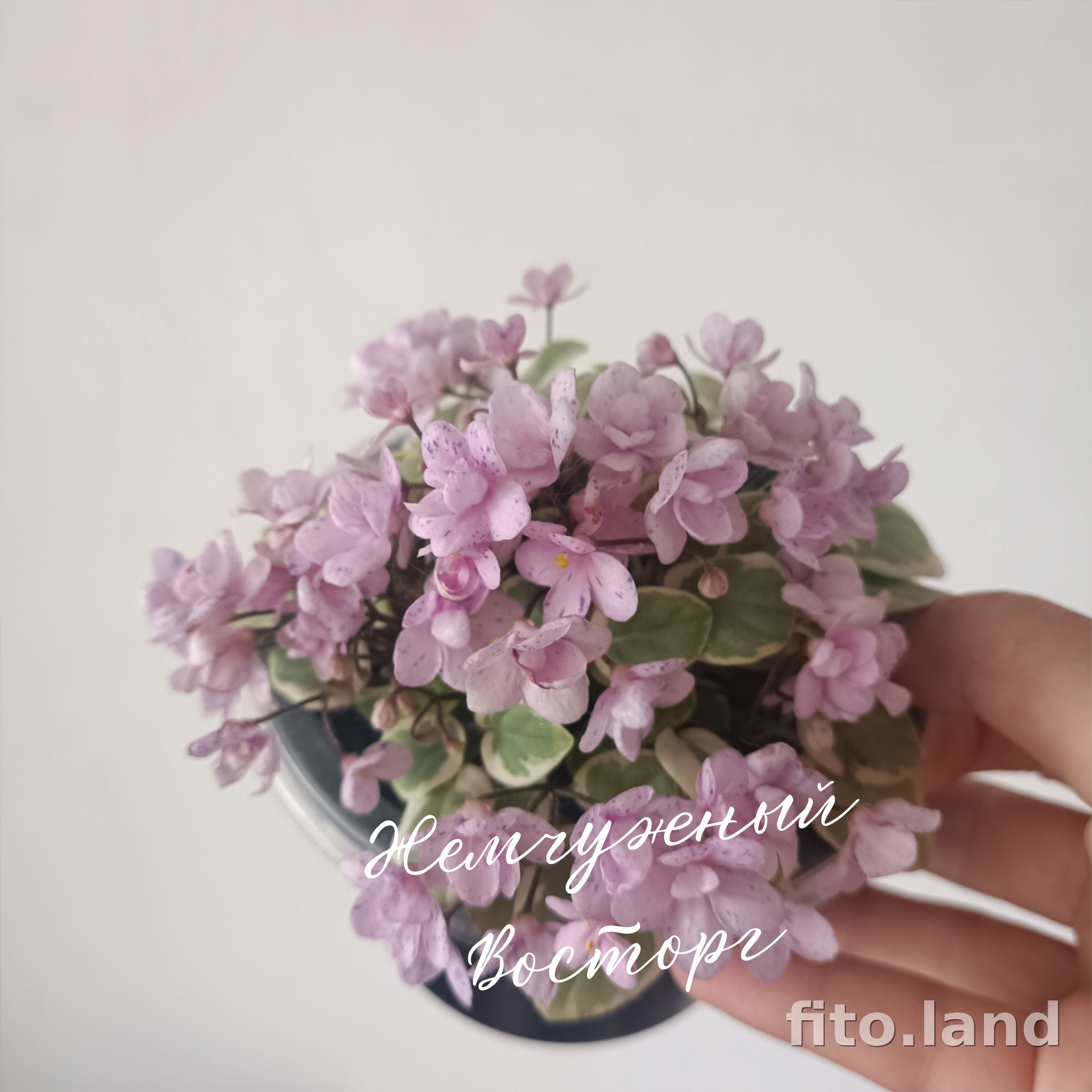 Фиалка Жемчужный Восторг, фото