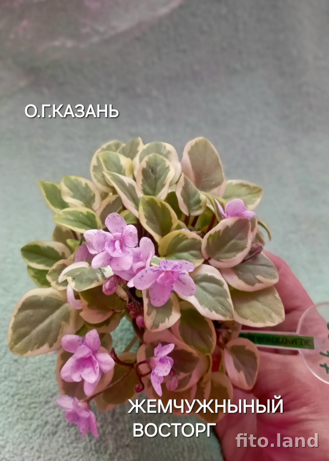 Фиалка Жемчужный Восторг, фото