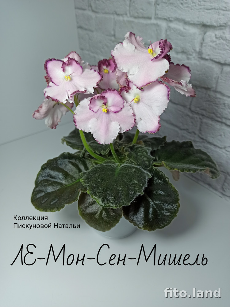 Фиалка ЛЕ-Мон-Сен-Мишель